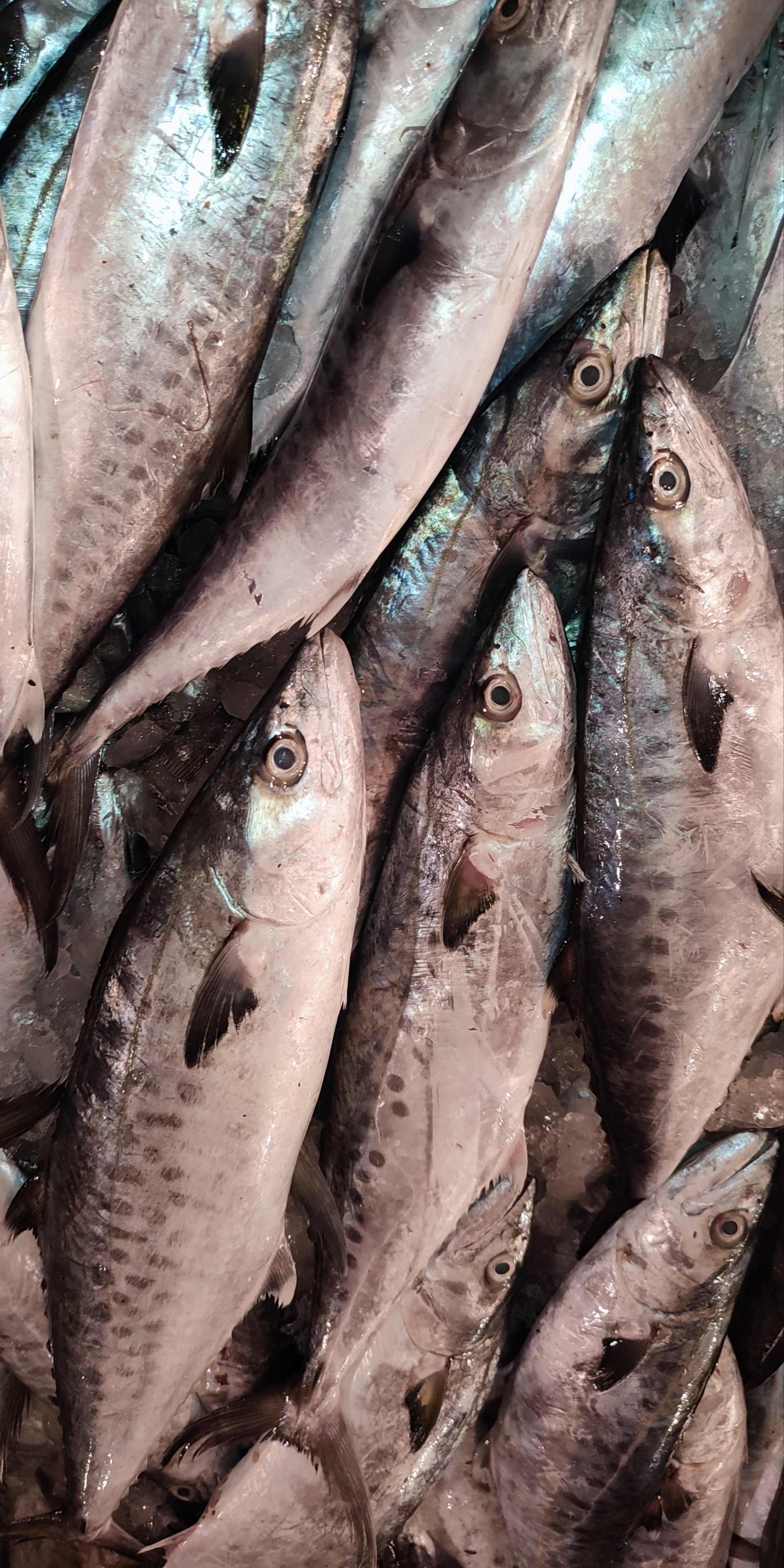 King Fish - دراك